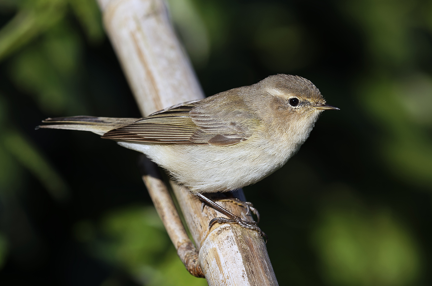 Pouillot de Sibérie ©Aurélien Audevard