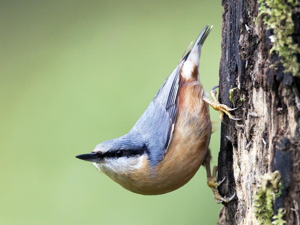 Sittelle torchepot © André Simon