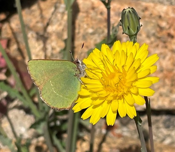 Un Thècle de l’arbousier © LPO PACA - Charlotte Springaux