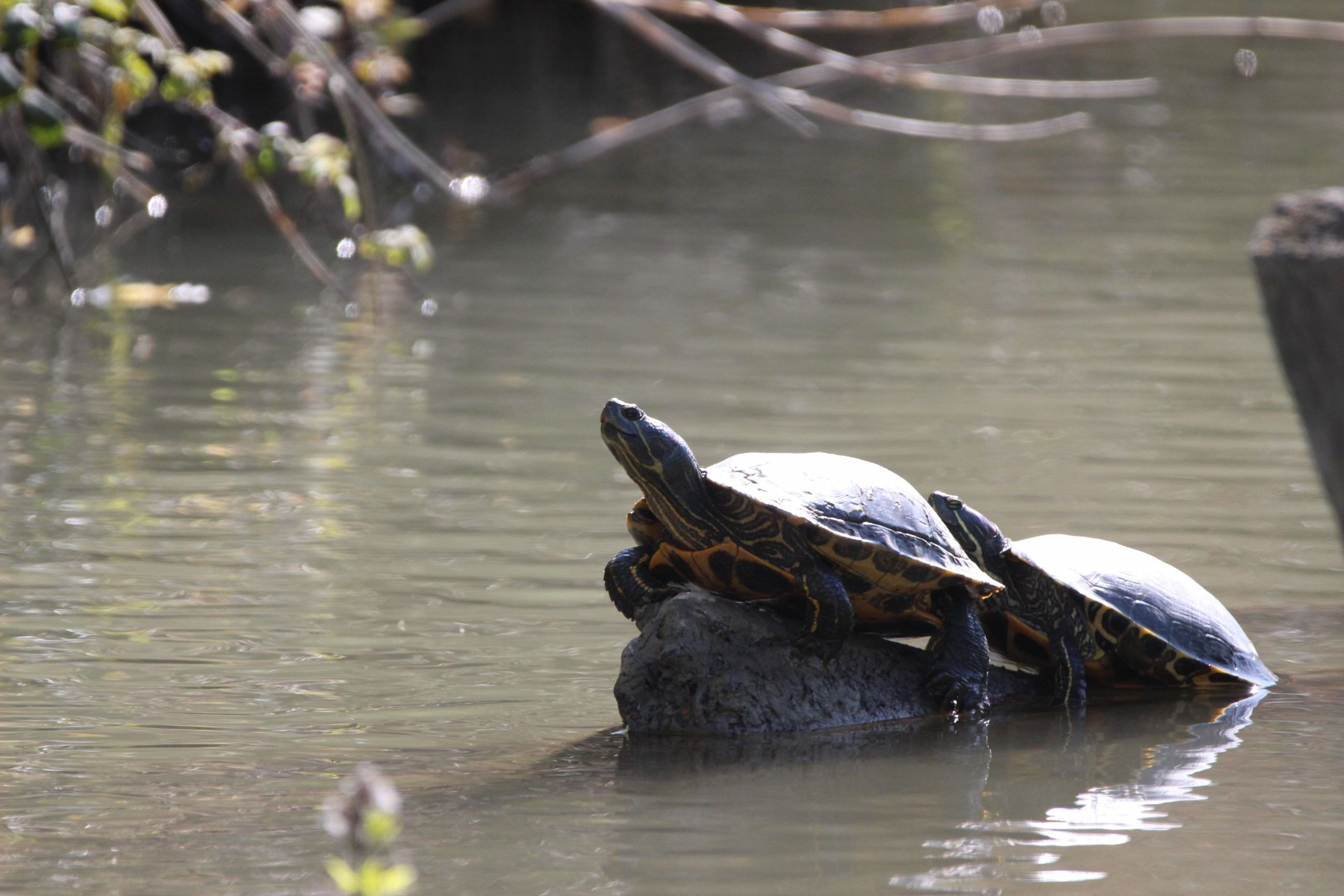 Une Tortue de Floride © Antoine Coquis Une Tortue de Floride © Antoine Coquis
