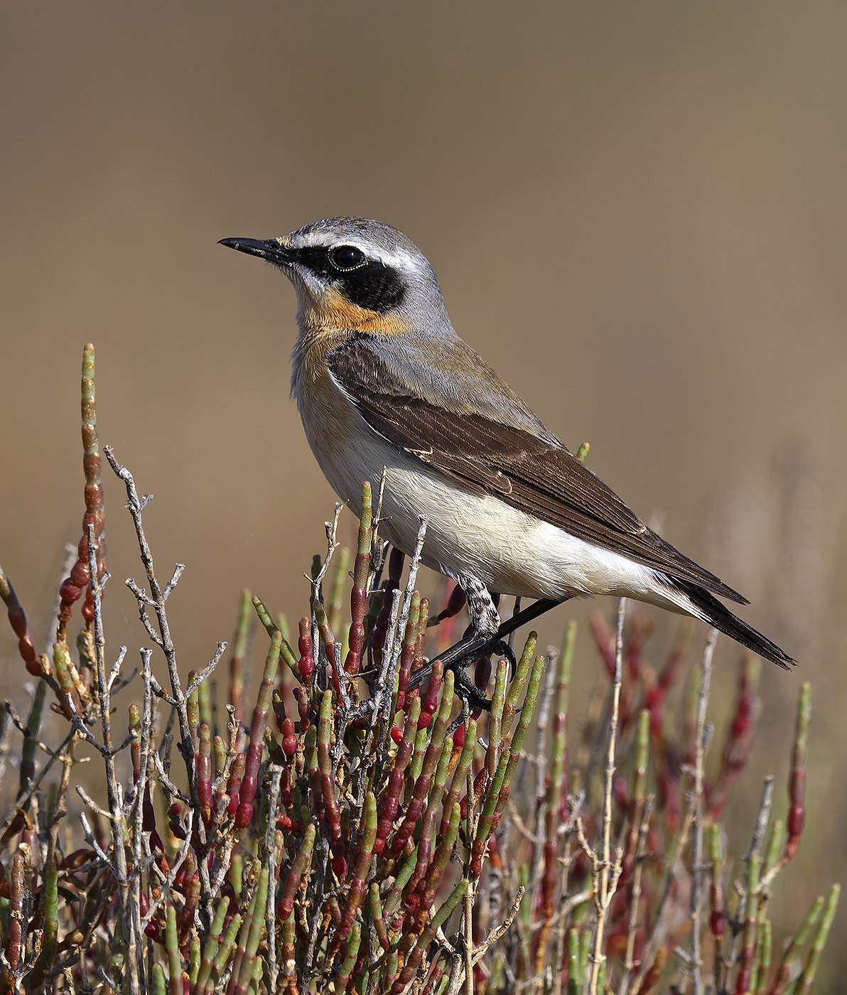 Traquet motteux ©Aurélien Audevard