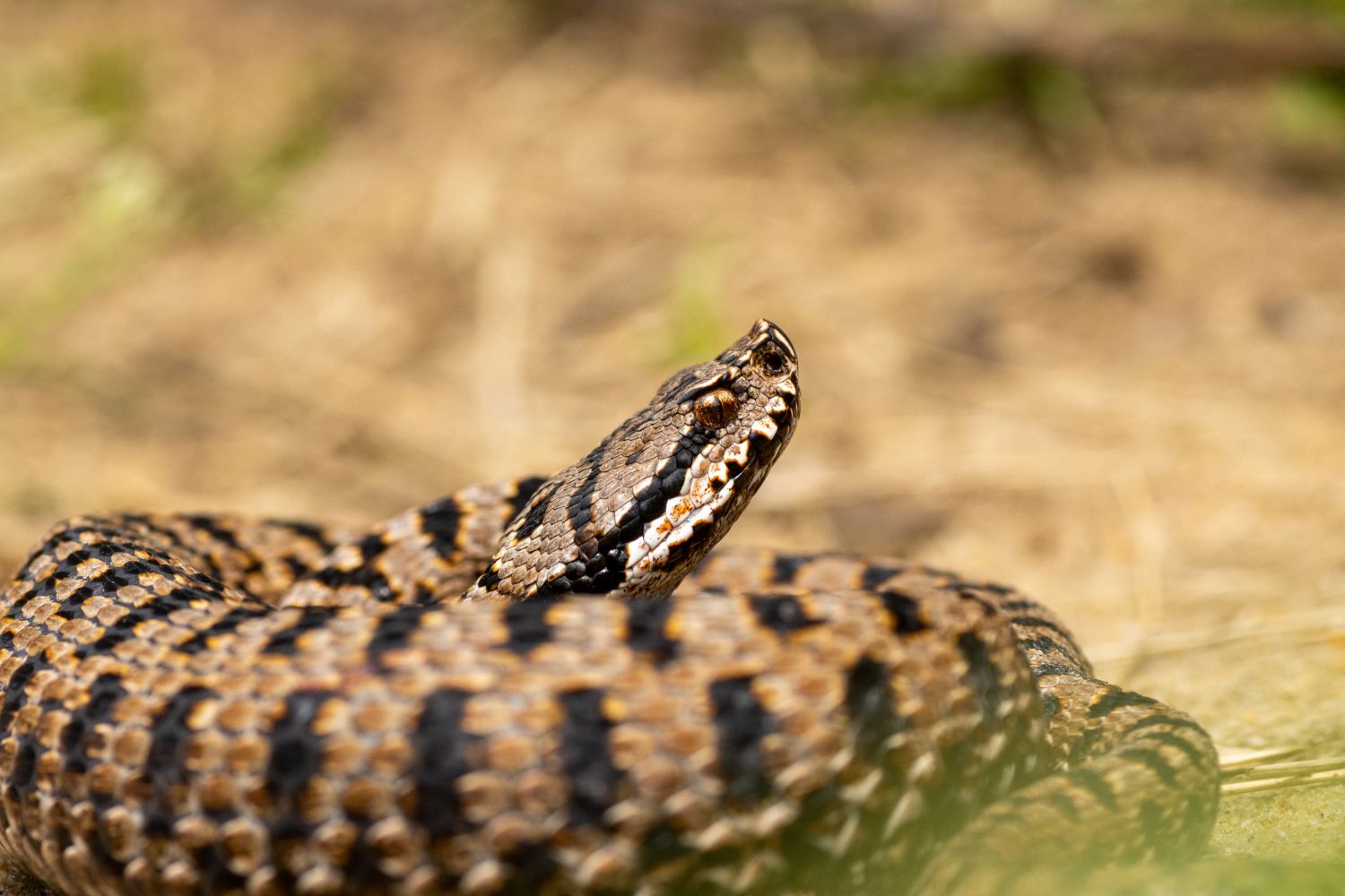 Vipère aspic © Nicolas Bastide
