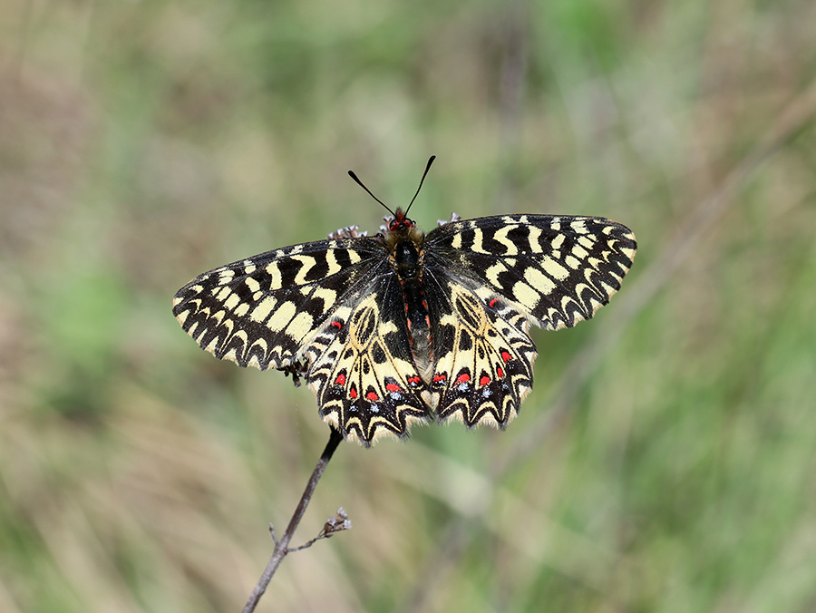 Diane (c) Marion Fouchard