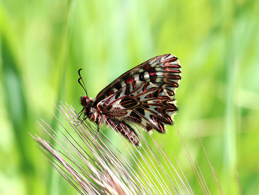 Diane ( Zerynthia  polyxena) © Marion Fouchard