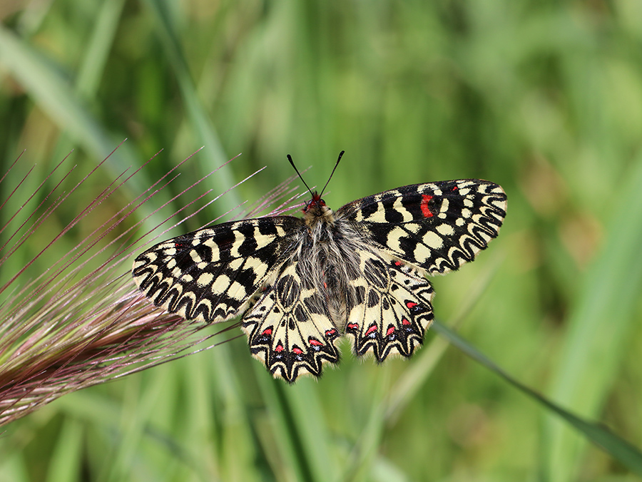 Zerynthia polyxena Etangs de Sauvebonne © Marion Fouchard