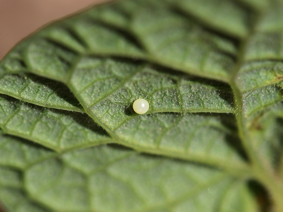 Oeuf Zerynthia polyxena Etangs de Sauvebonne