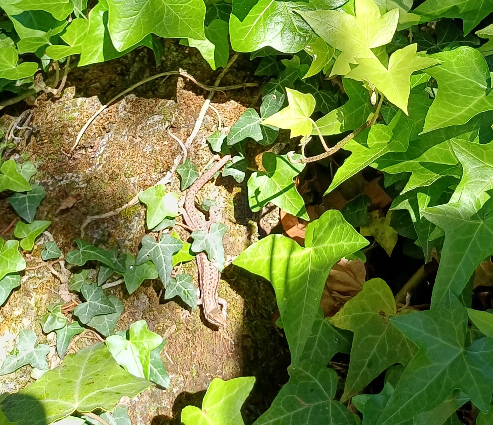 Lézard des murailles © Elsa HUET-ALEGRE