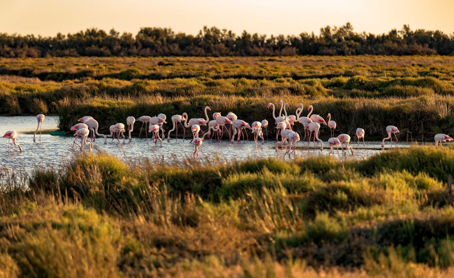 camargue - posidonia - pixabay - LPO PACA