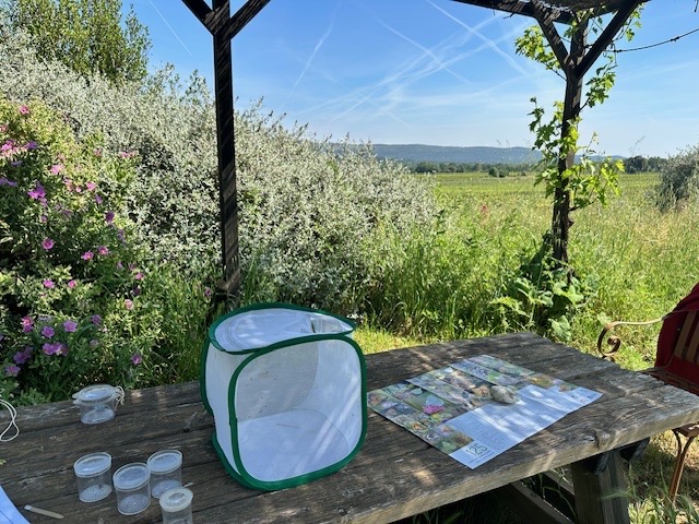 Jardin à papillons