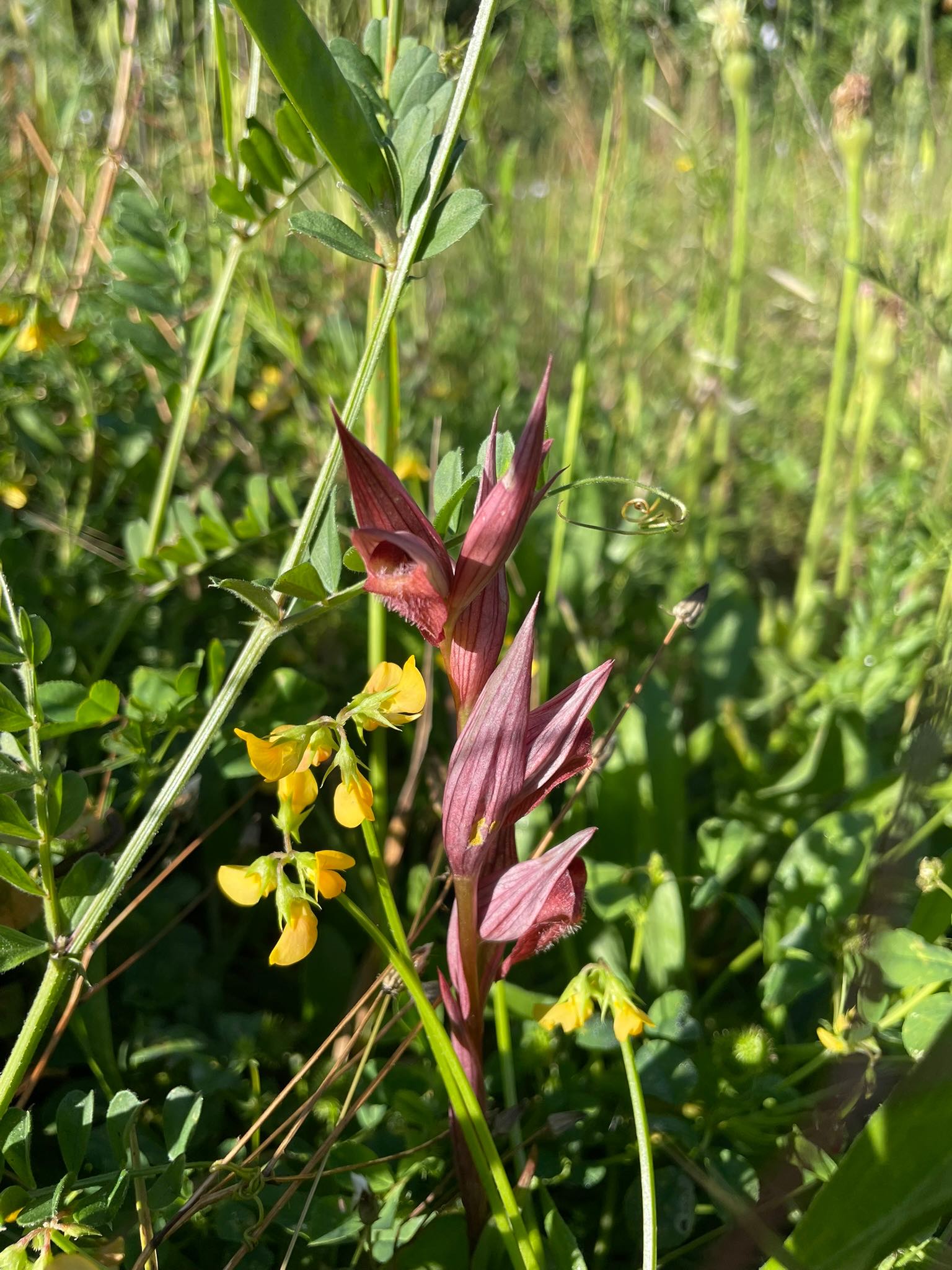 Orchidée du genre Serapia