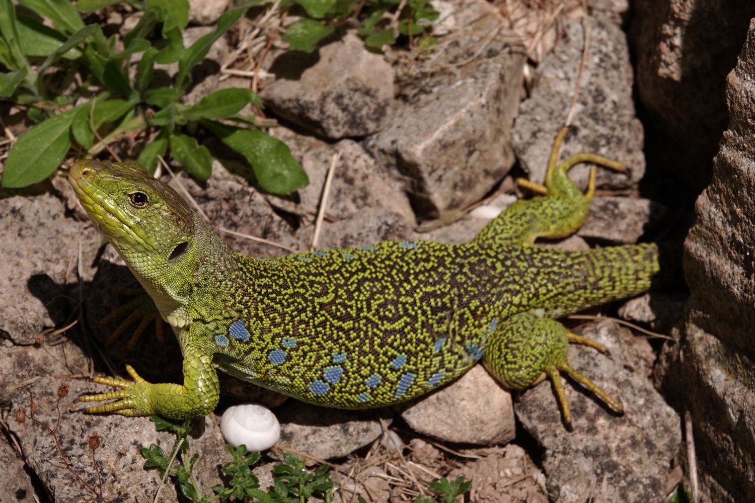 Lézard ocellé à Glanum © Nicolas Fuento
