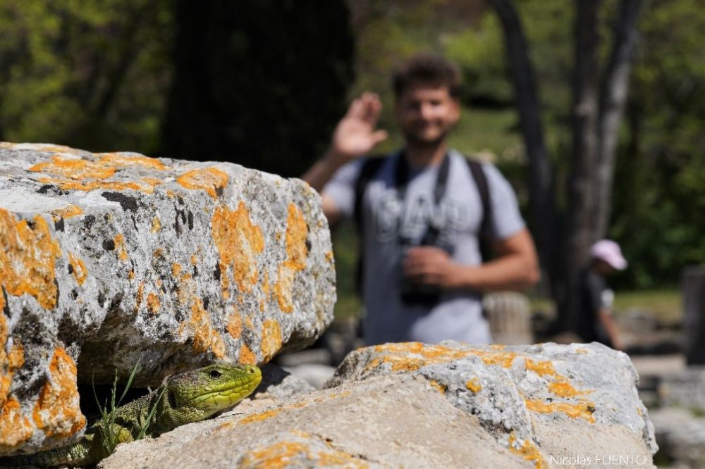 Lézard ocellé à Glanum © Nicolas Fuento