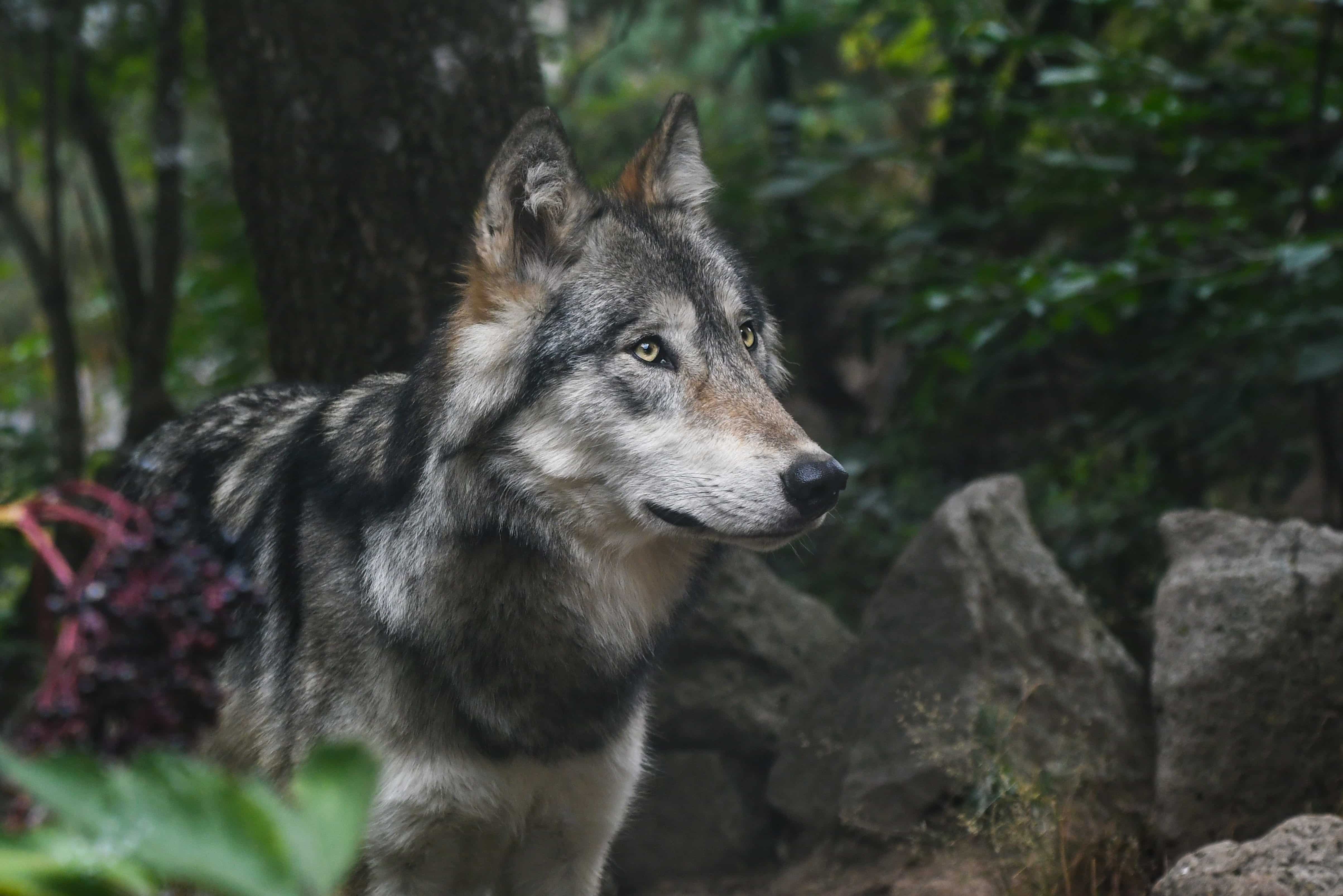 Loup gris © Christels - Pixabay