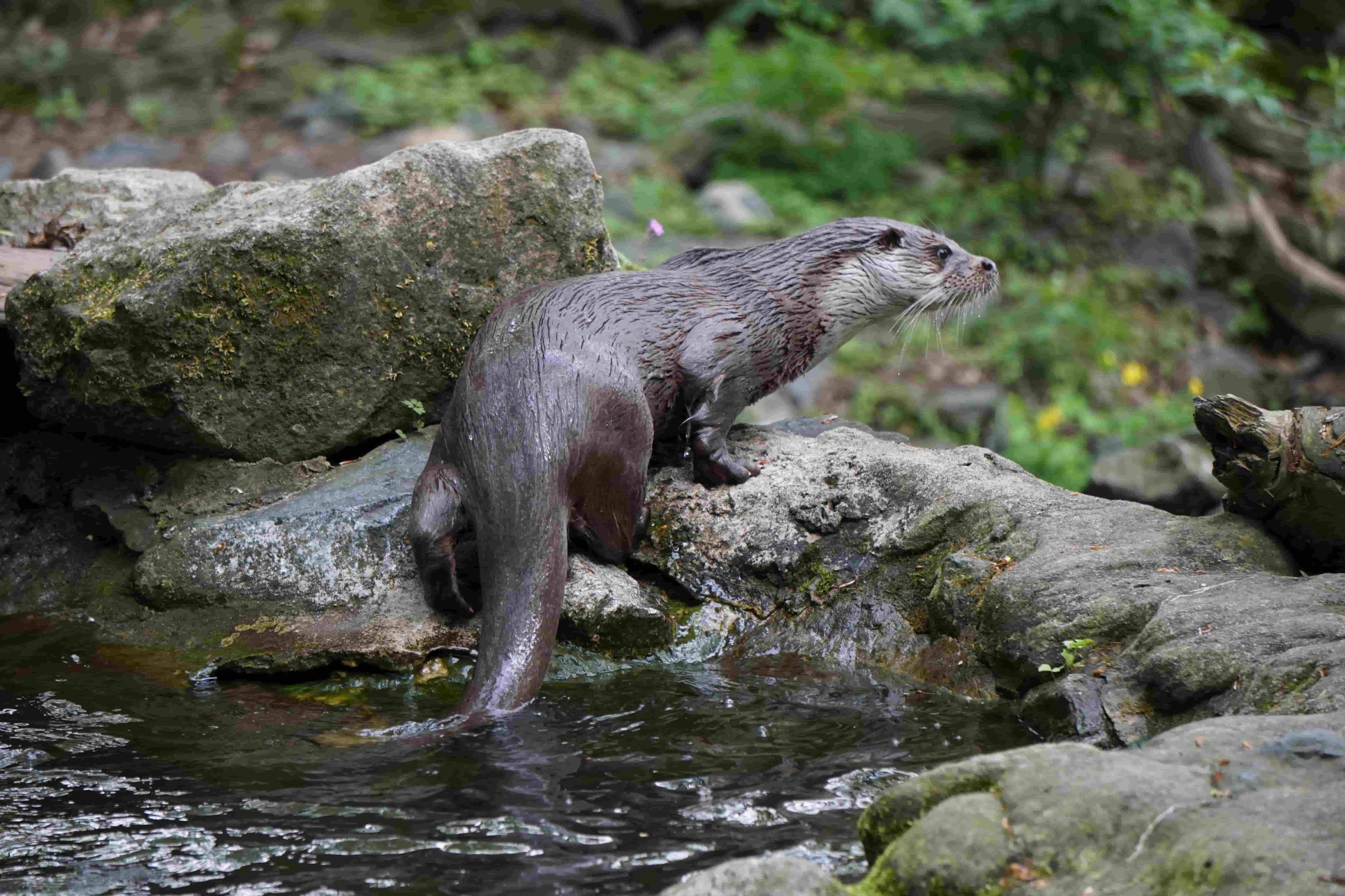Loutre d'Europe - Thomas Grube