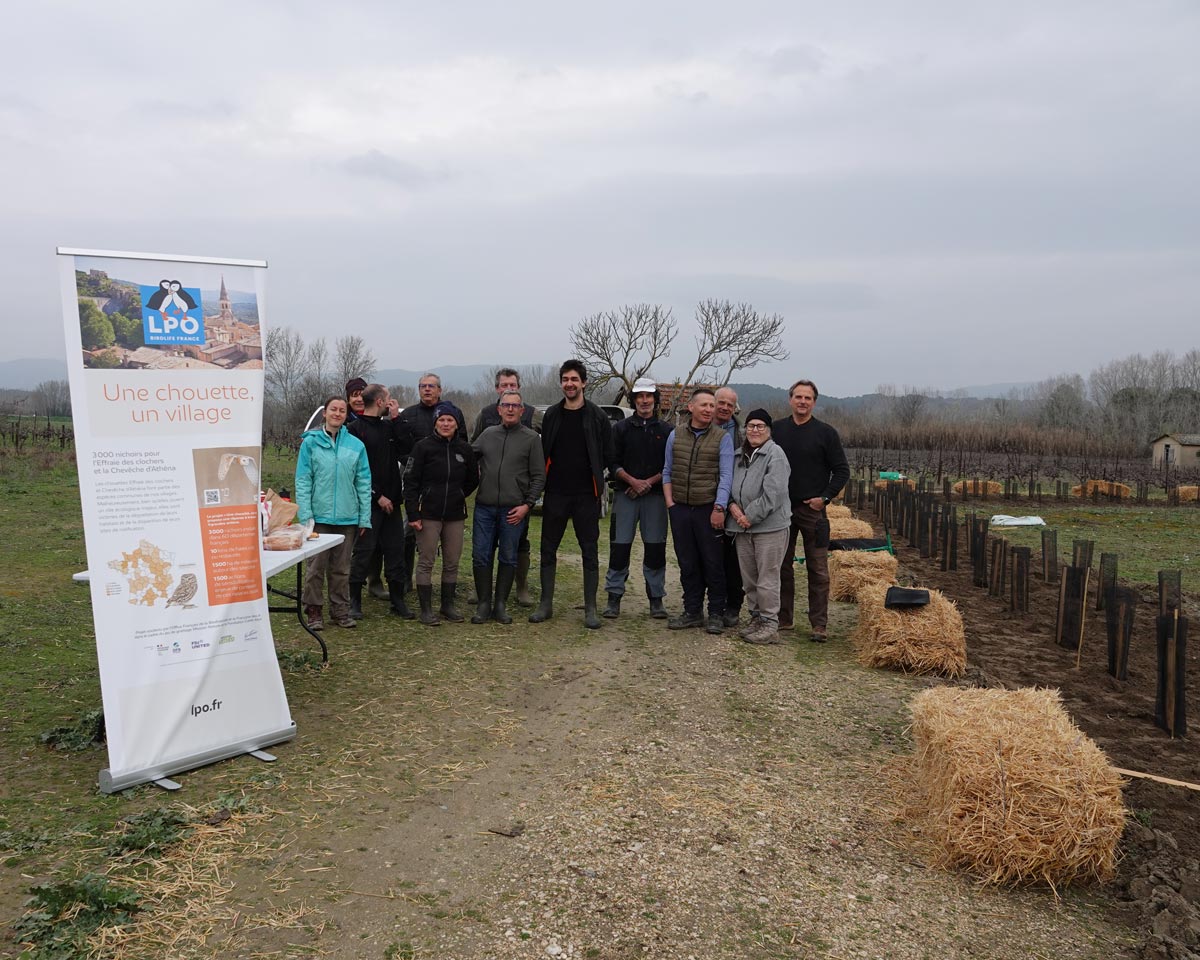 Chantier de plantation de haies à Cadenet, Dans le cadre de l'opération "Une chouette, un village" - Anaëlle Francia
