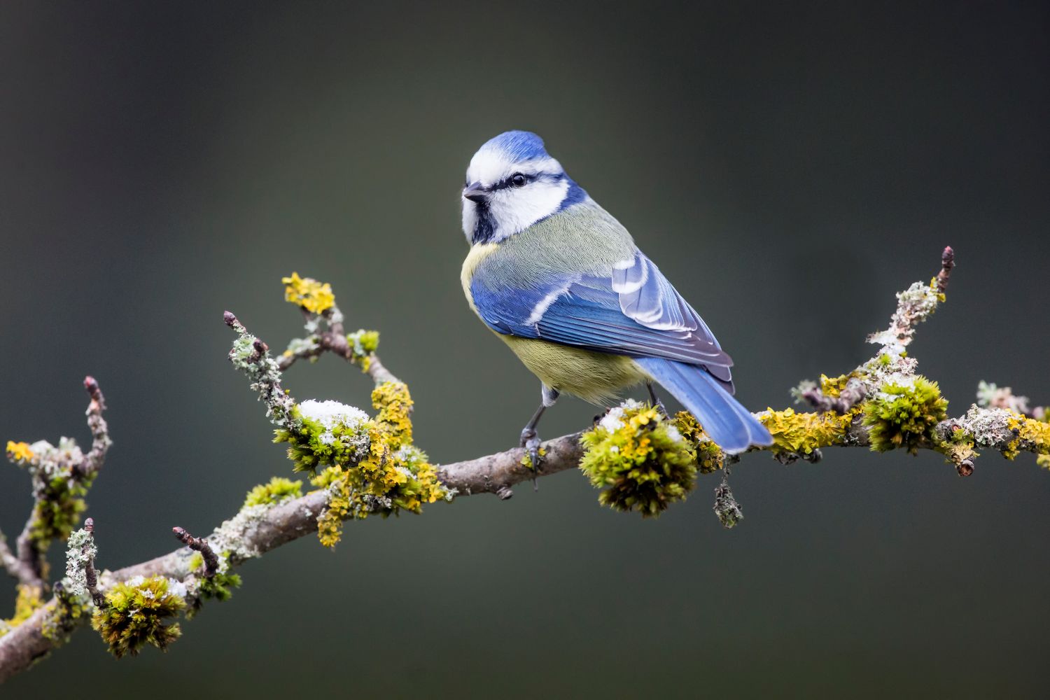 Mésange bleue © André Simon