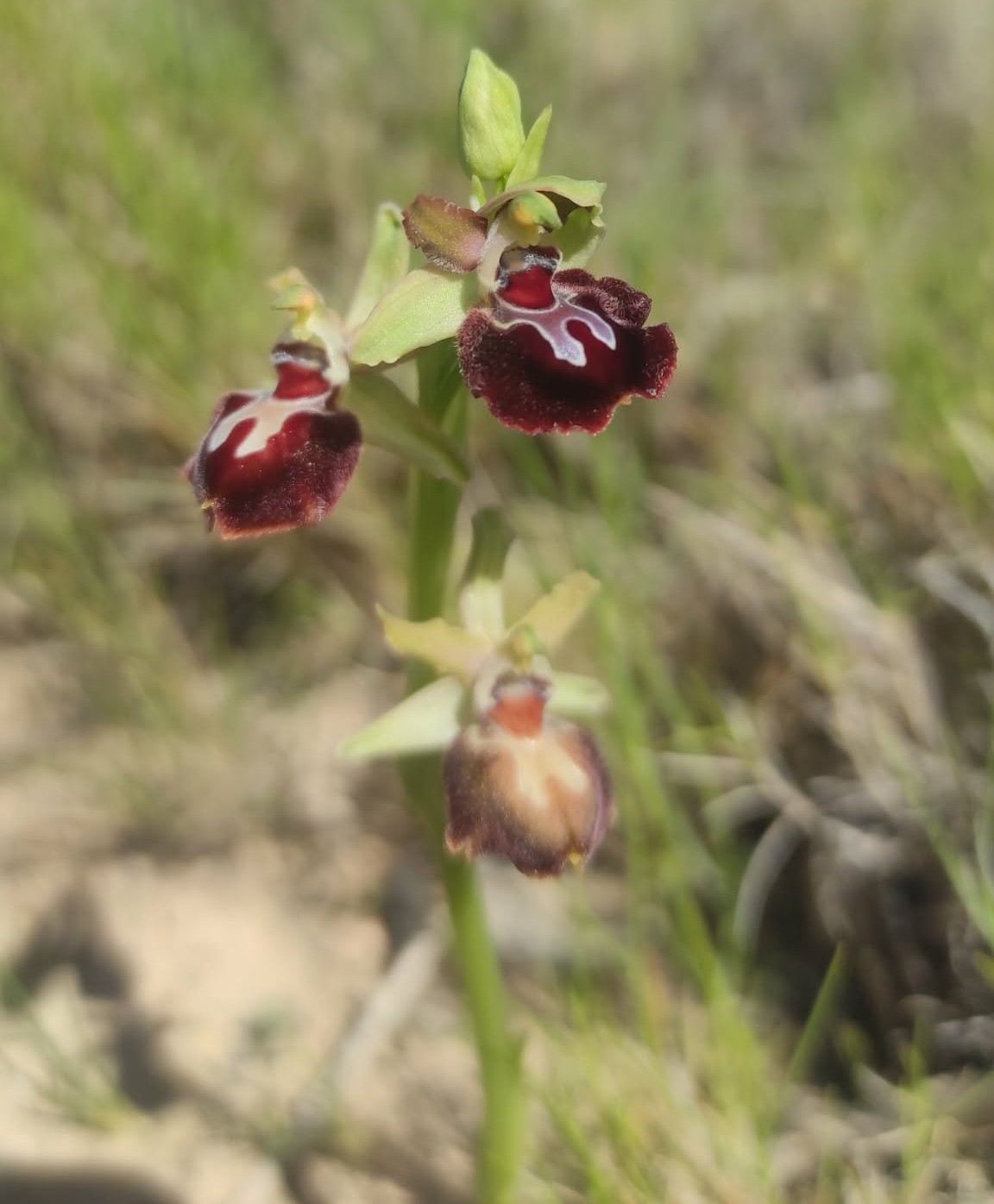 Ophrys de Provence ©️Candy Bellon