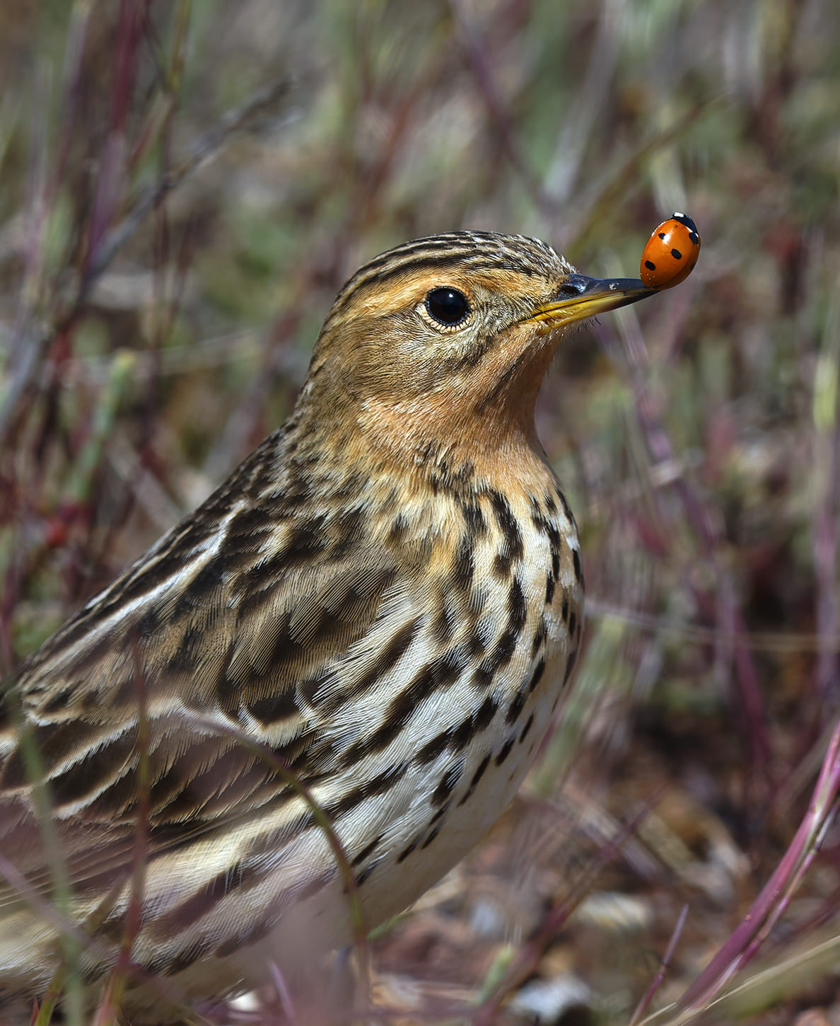 Pipit à gorge rousse © Aurélien Audevard