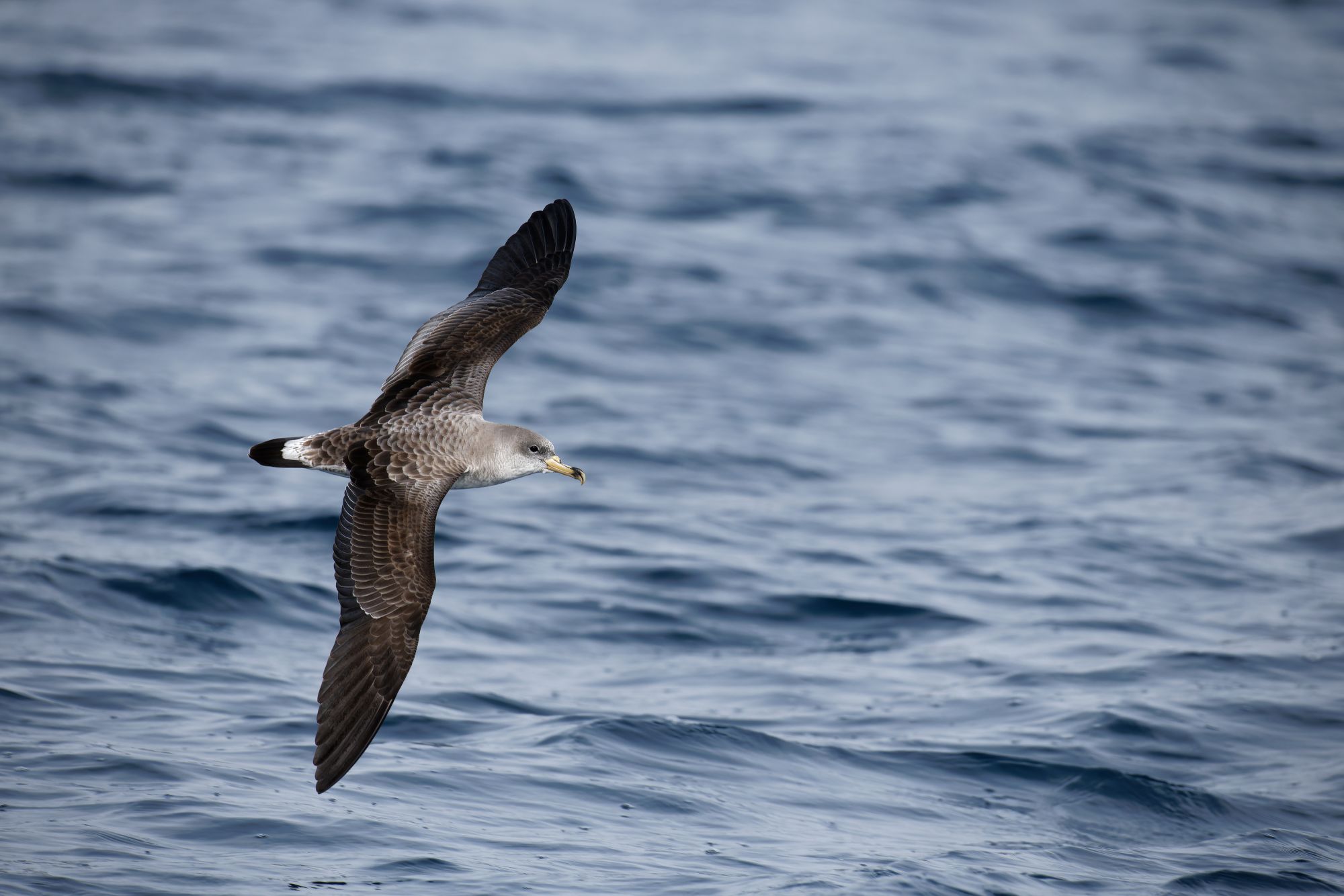Puffin de Scopoli © Eliot Fournial