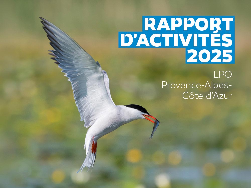 Rapport d'activités de la LPO PACA 2025