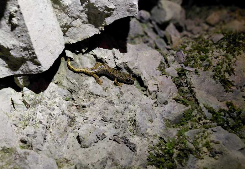 Spélerpes de Strinati observé par l'ensemble des stagiaires lors de la prospection nocturne