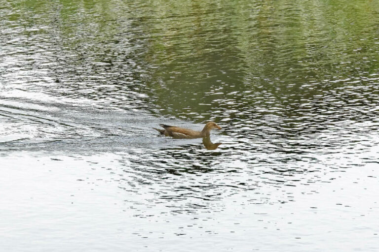 Une poule d’eau juvénile © Groupe local LPO Hyères Les Maures Une poule d’eau juvénile © Groupe local LPO Hyères Les Maures