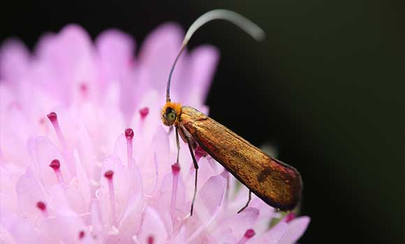  Nemophora metallica - Alexandre Van der Yeught