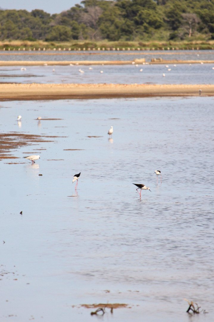 Des Échasses blanches aux Vieux Salins © LPO PACA - Marie Boetti
