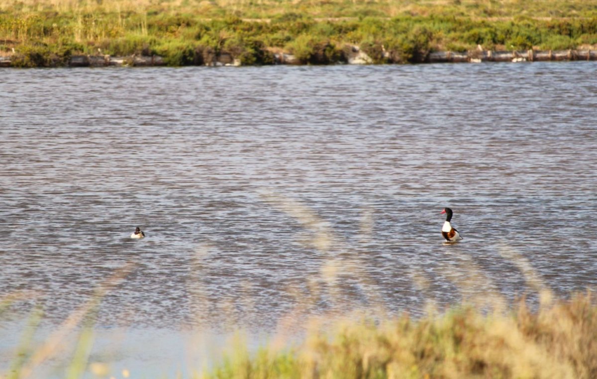 Un couple de Tadornes de Belon aux Vieux Salins © LPO PACA - Marie Boetti
