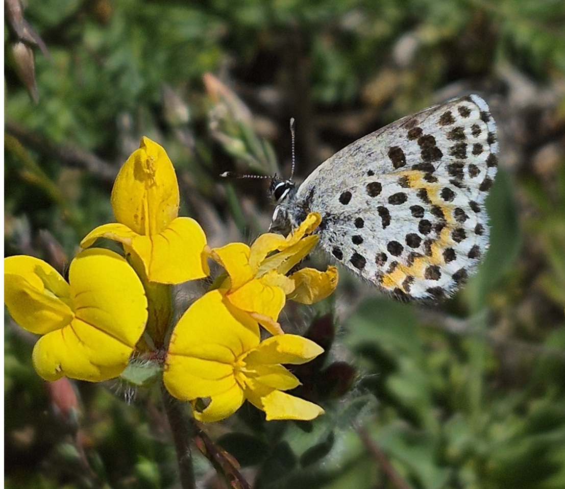 Azuré des orpins (c) Thomas Bellois