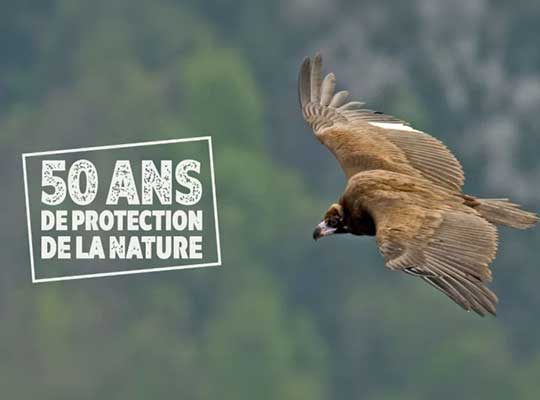 Vautour Moine © David Allemand