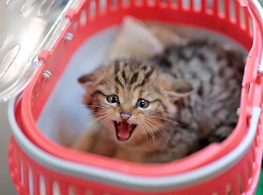 Chaton forestier lors de sa pesée ©Cyril Burgarella