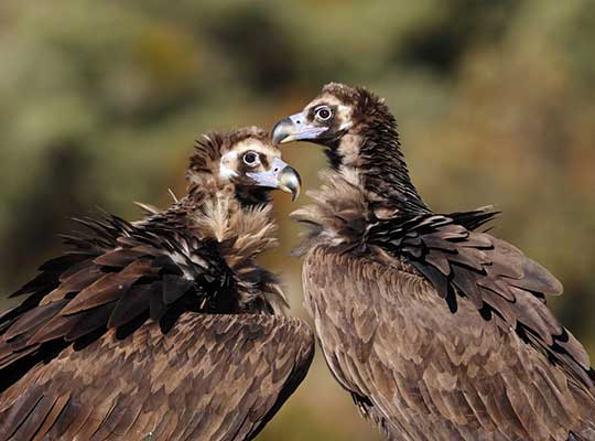 Vautour moine couples© Aurelien AUDEVARD