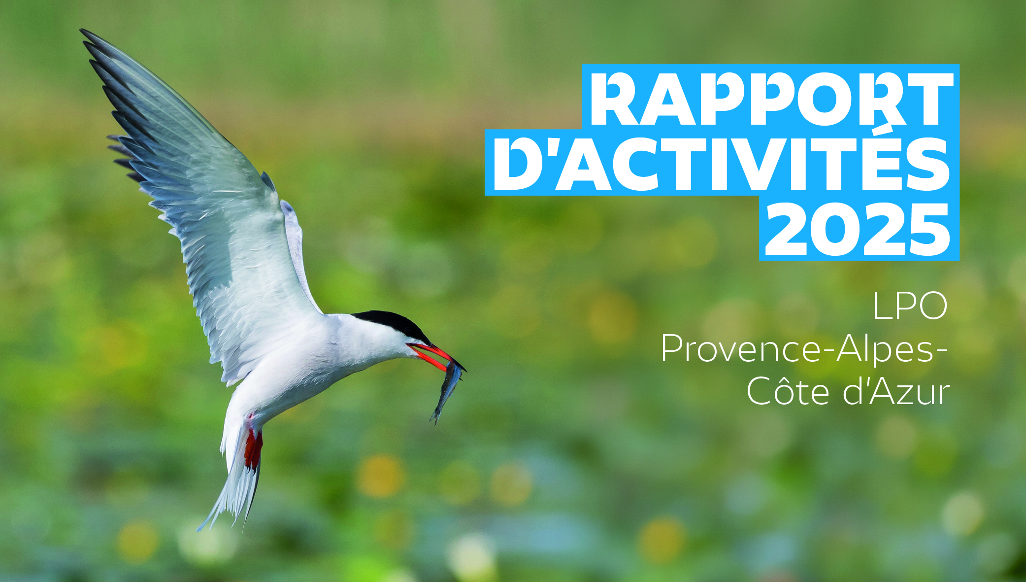Rapport d'activités de la LPO PACA 2025