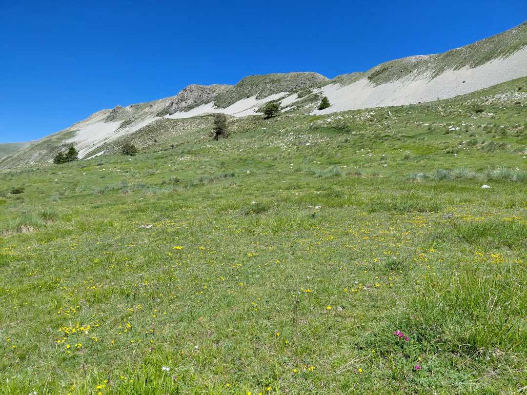 Parcelle à pâturage