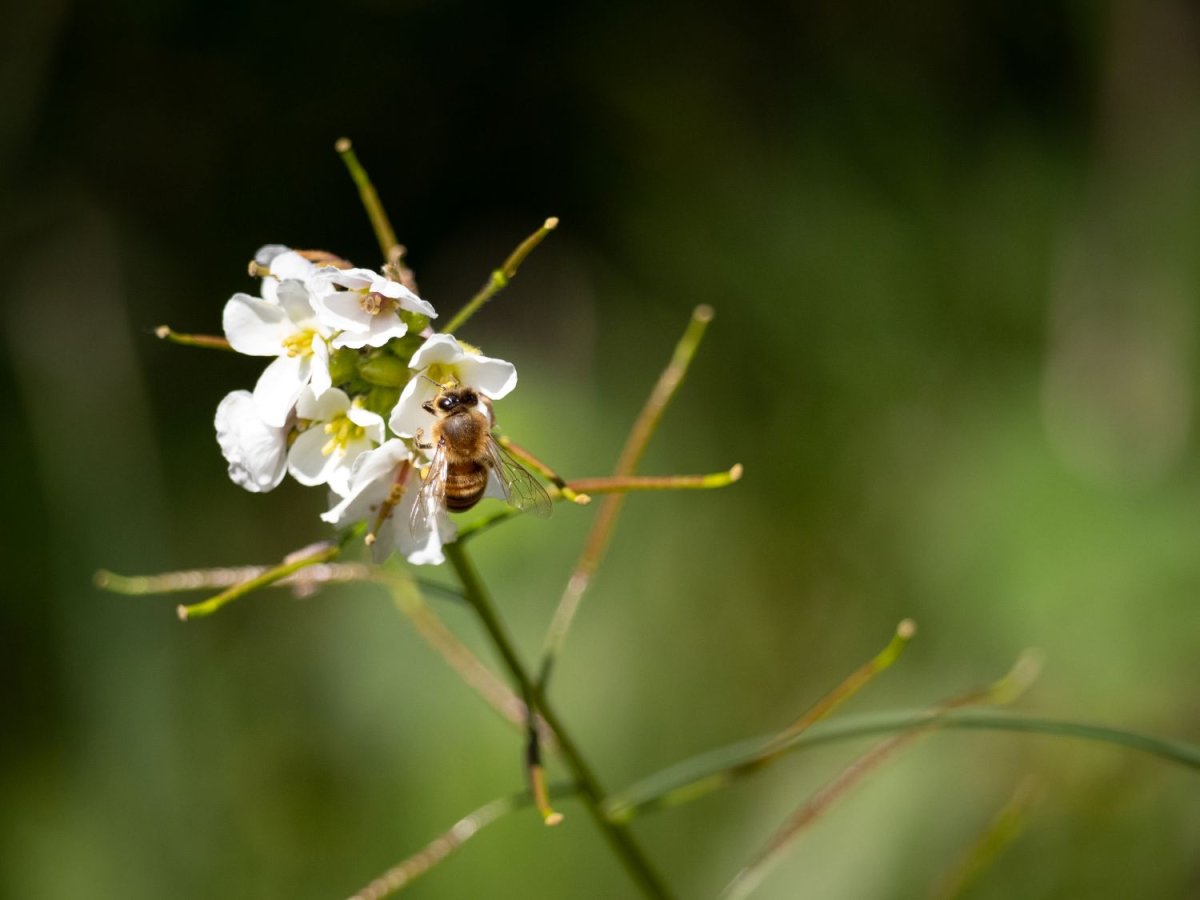 © Parc animalier de la Barben
