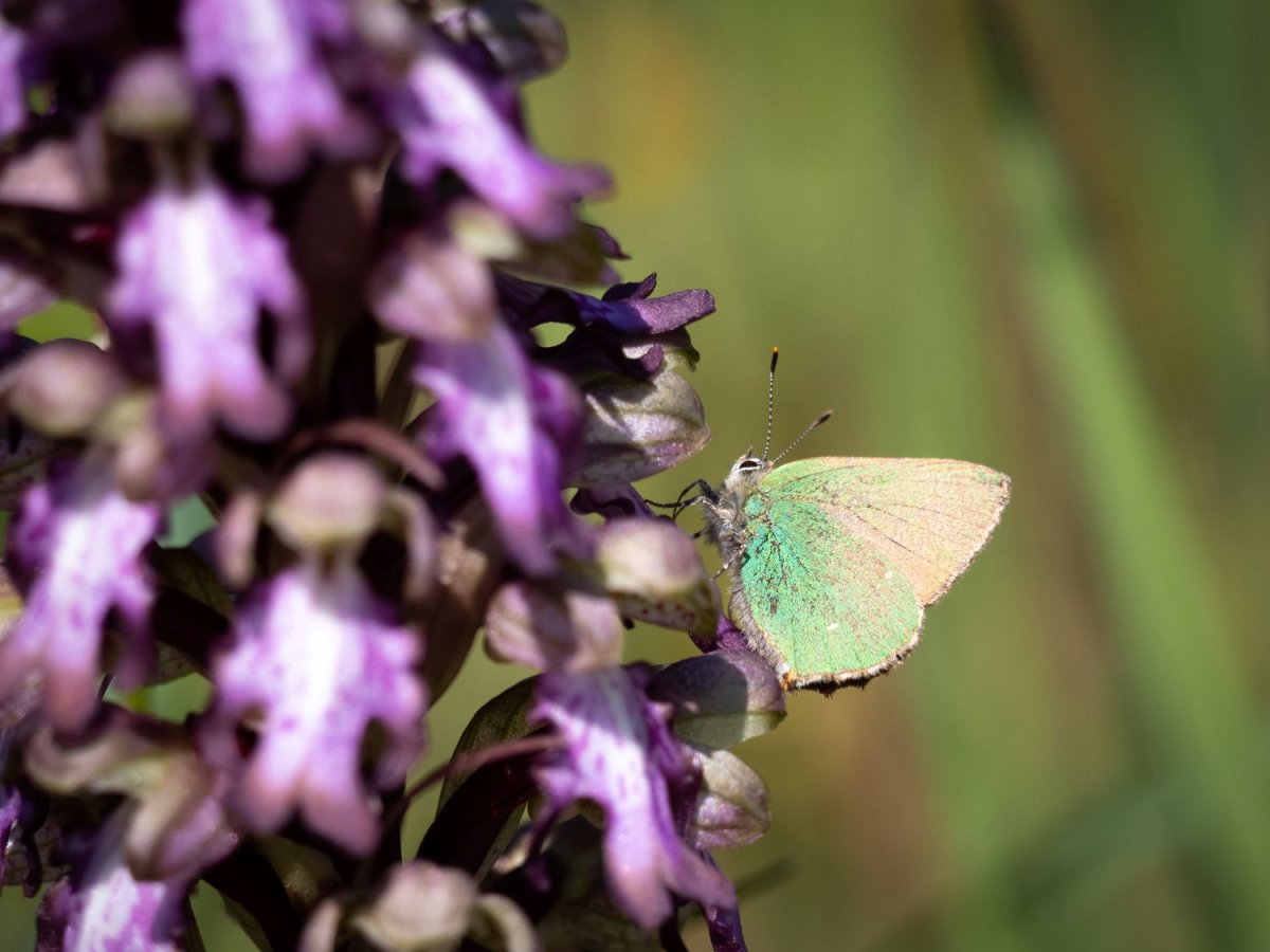© Parc animalier de la Barben