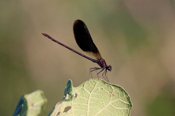 Calopteryx Hemorroïdal (Calopteryx haemorrhoidalis) © Vincent Lemoine