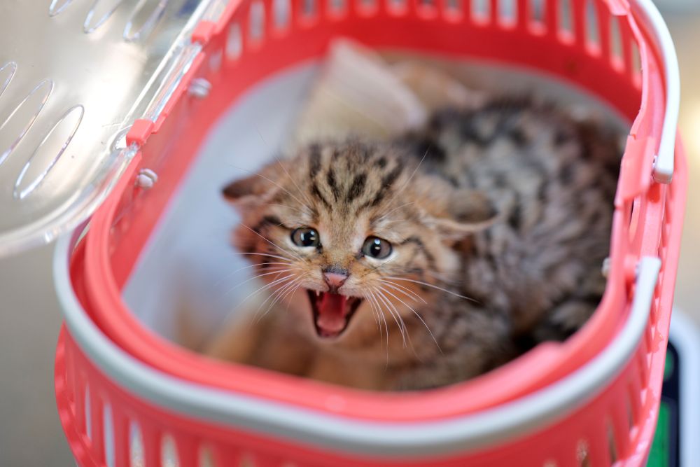 Chaton forestier lors de sa pesée ©Cyril Burgarella