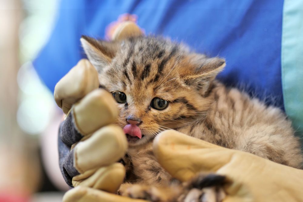 Diagnostic du chaton forestier ©Cyril Burgarella