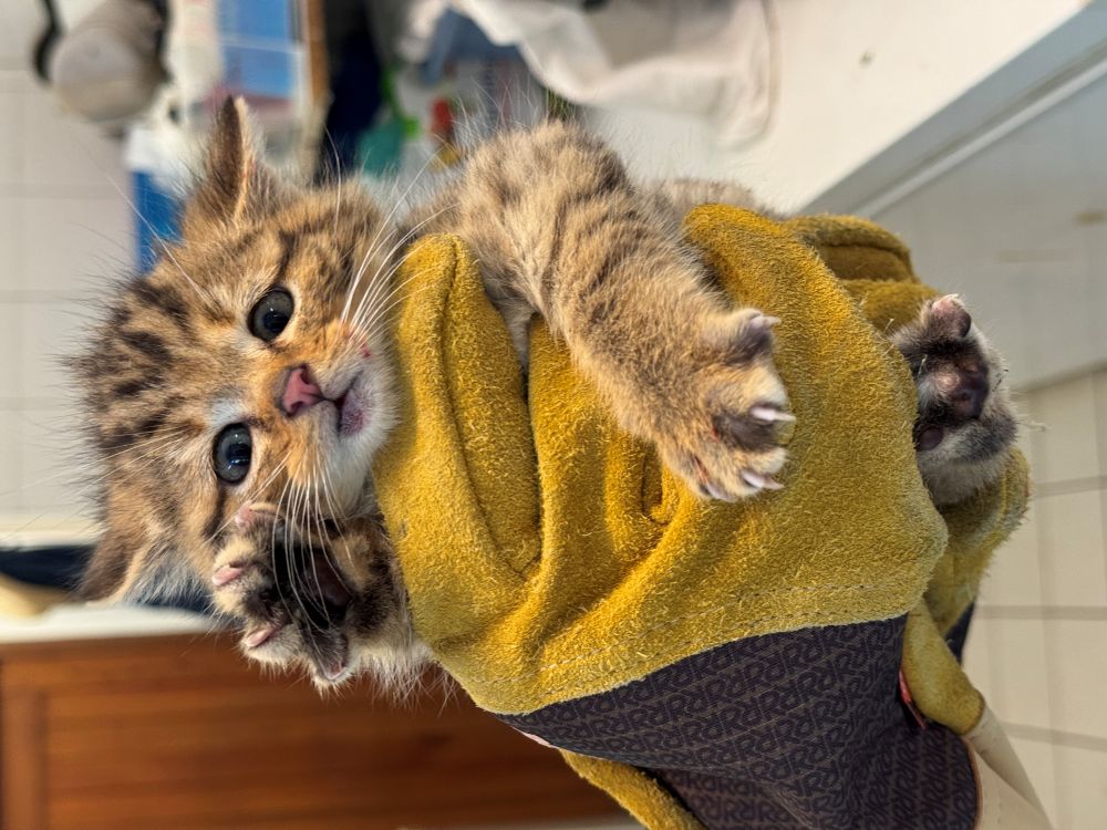 Chaton forestier © Rosie Jackson Chaton forestier © Rosie Jackson
