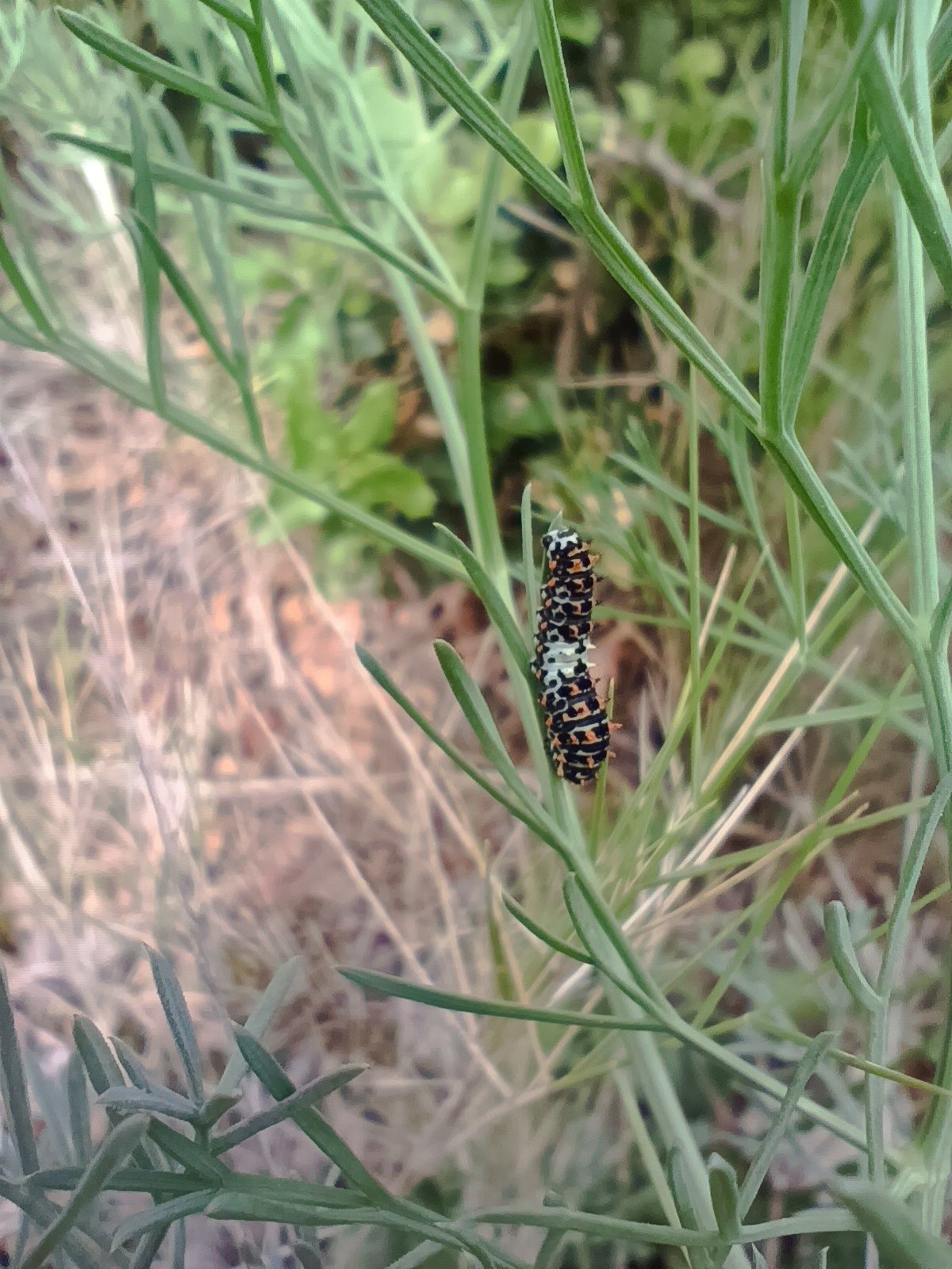 chenille de machaon refuge lpo valabre c a johanet