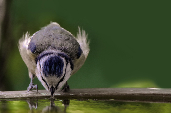 Une mésange © GC - Pixabay