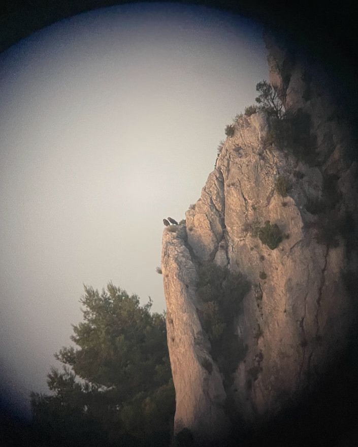 Couple Hibou Grand-Duc (c) H.Puga
