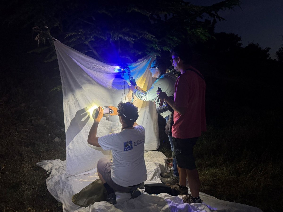 Formation pratique sur les hétérocères © LPO PACA