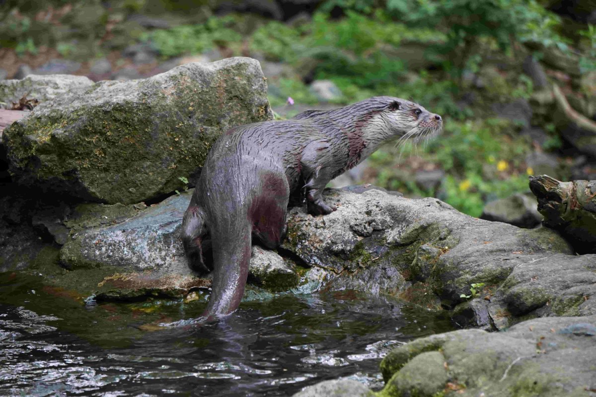 Loutre d'Europe, Thomas Grube©