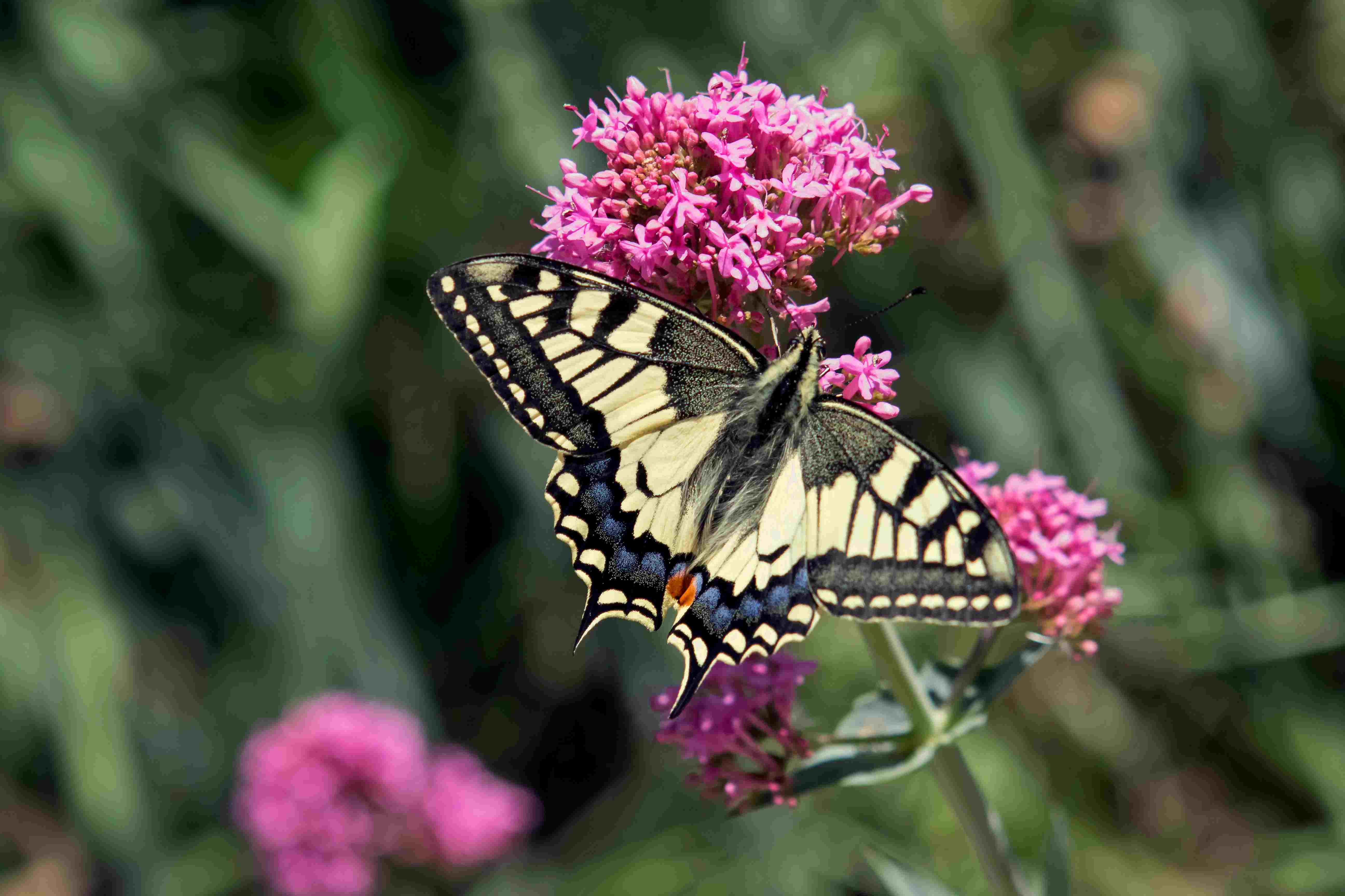 Machaon © André Simon