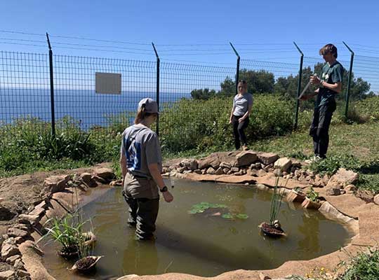 Plantation des plantes aquatiques au Sémaphore de Cap Camarat © LPO PACA