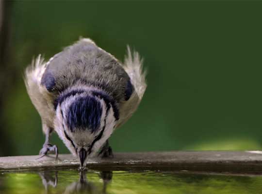 Une mésange © GC - Pixabay