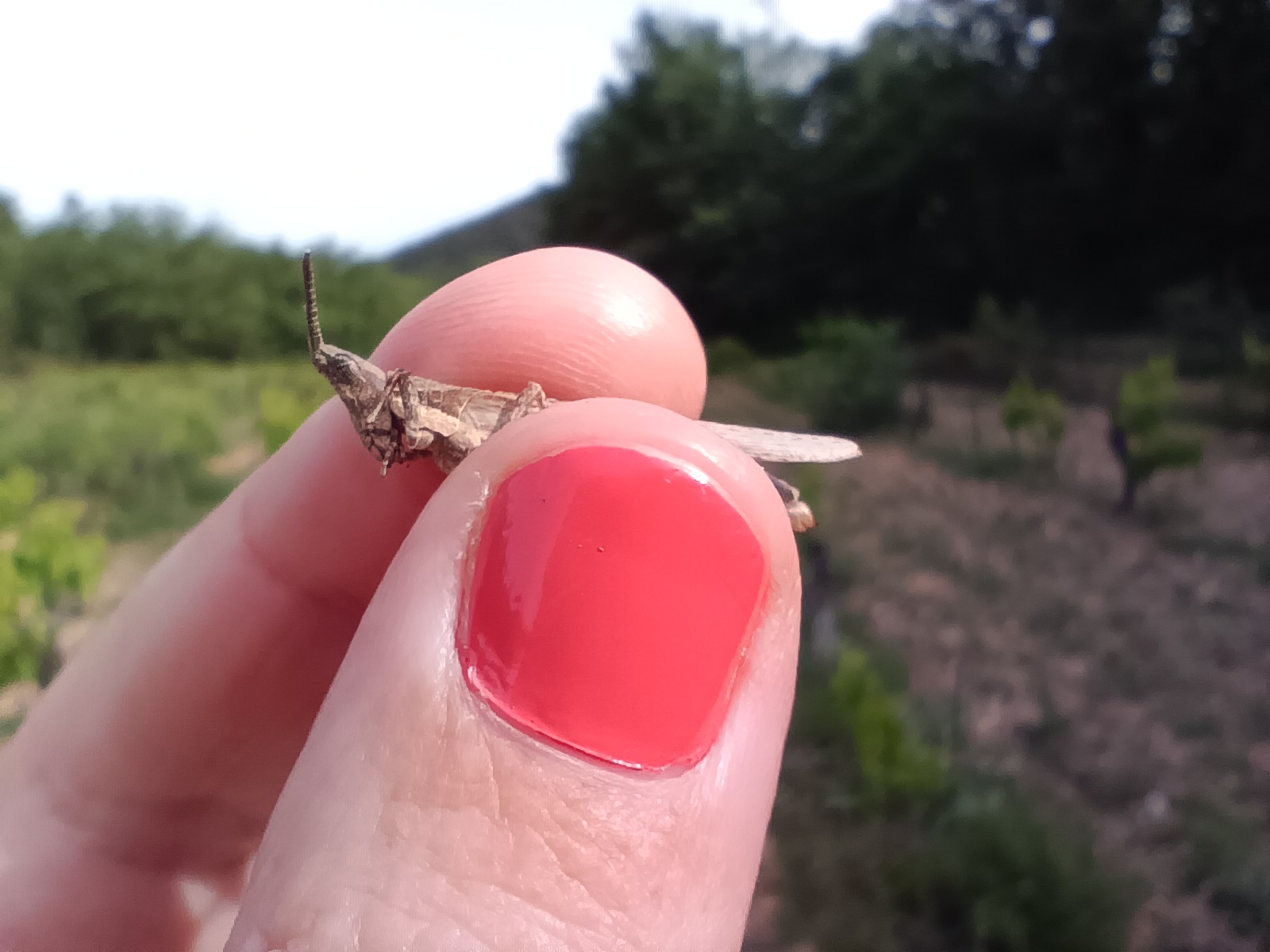 pyrgomorphe a tete conique refuge lpo valabre c a johanet